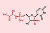 An image showing uprifosbuvir